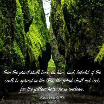 Picture 03 - Leviticus 13:36 ASV - then the priest shall look on him; and, behold, - Bible Verse Picture