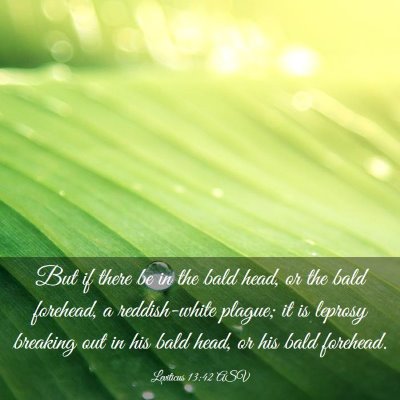 Picture 03 - Leviticus 13:42 ASV - But if there be in the bald head, or the bald - Bible Verse Picture