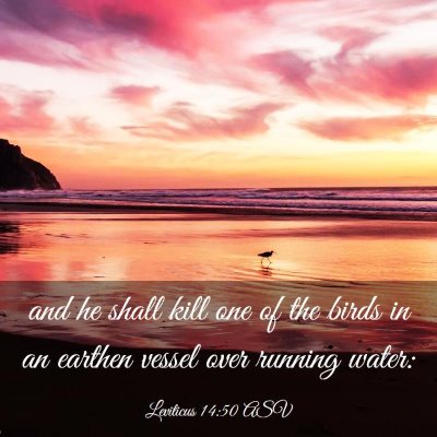 Picture 03 - Leviticus 14:50 ASV - and he shall kill one of the birds in an earthen - Bible Verse Picture