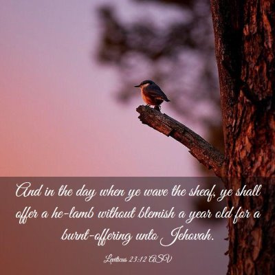 Picture 03 - Leviticus 23:12 ASV - And in the day when ye wave the sheaf, ye shall - Bible Verse Picture