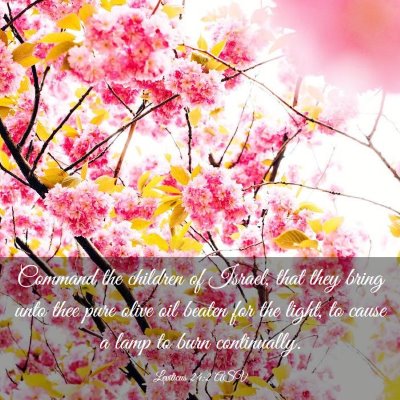 Picture 03 - Leviticus 24:2 ASV - Command the children of Israel, that they bring - Bible Verse Picture