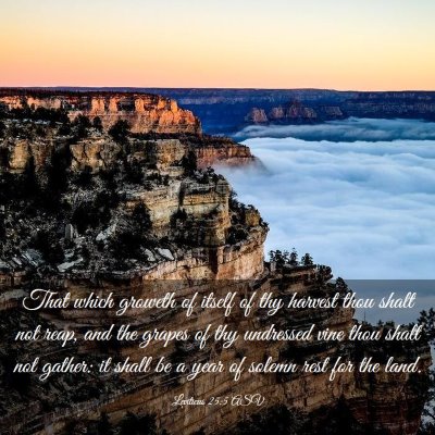 Picture 03 - Leviticus 25:5 ASV - That which groweth of itself of thy harvest thou - Bible Verse Picture