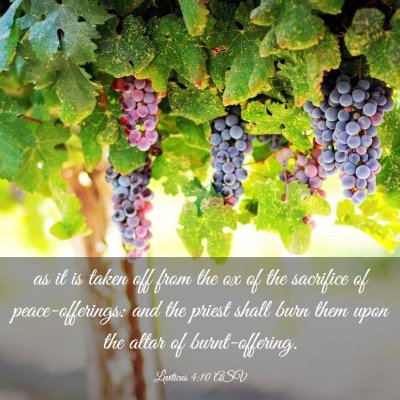 Picture 03 - Leviticus 4:10 ASV - as it is taken off from the ox of the sacrifice - Bible Verse Picture