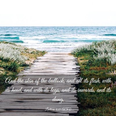 Picture 03 - Leviticus 4:11 ASV - And the skin of the bullock, and all its flesh, - Bible Verse Picture