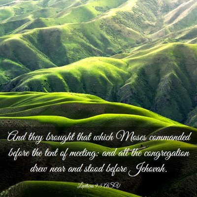 Picture 03 - Leviticus 9:5 ASV - And they brought that which Moses commanded - Bible Verse Picture