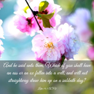 Picture 03 - Luke 14:5 ASV - And he said unto them, Which of you shall have an - Bible Verse Picture