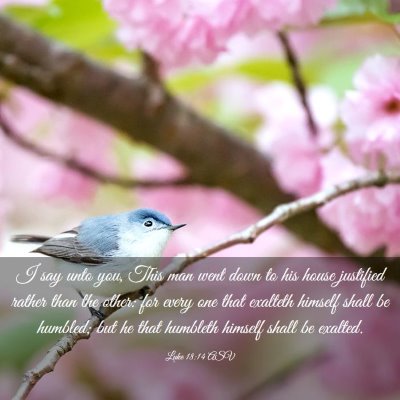 Picture 03 - Luke 18:14 ASV - I say unto you, This man went down to his house - Bible Verse Picture