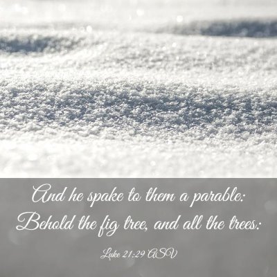 Picture 03 - Luke 21:29 ASV - And he spake to them a parable: Behold the fig - Bible Verse Picture