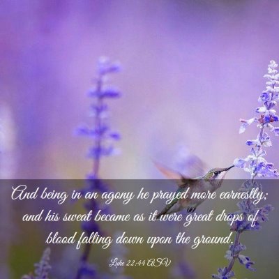 Picture 03 - Luke 22:44 ASV - And being in an agony he prayed more earnestly; - Bible Verse Picture