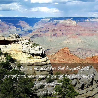 Picture 03 - Luke 6:43 ASV - For there is no good tree that bringeth forth - Bible Verse Picture