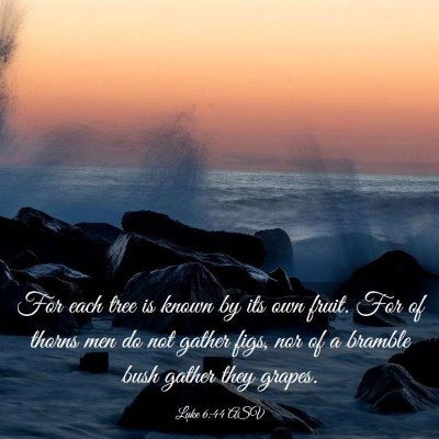 Picture 03 - Luke 6:44 ASV - For each tree is known by its own fruit. For of - Bible Verse Picture