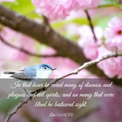 Picture 03 - Luke 7:21 ASV - In that hour he cured many of diseases and - Bible Verse Picture