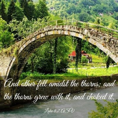 Picture 03 - Luke 8:7 ASV - And other fell amidst the thorns; and the thorns - Bible Verse Picture