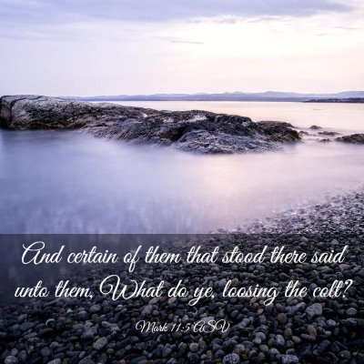 Picture 03 - Mark 11:5 ASV - And certain of them that stood there said unto - Bible Verse Picture