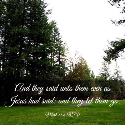 Picture 03 - Mark 11:6 ASV - And they said unto them even as Jesus had said: - Bible Verse Picture