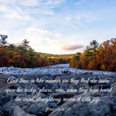 Picture 03 - Mark 4:16 ASV - And these in like manner are they that are sown - Bible Verse Picture