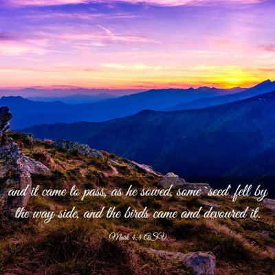 Picture 03 - Mark 4:4 ASV - and it came to pass, as he sowed, some `seed' - Bible Verse Picture