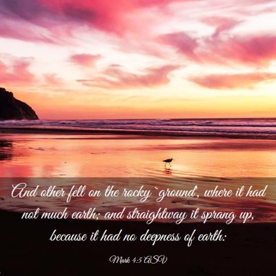 Picture 03 - Mark 4:5 ASV - And other fell on the rocky `ground', where it - Bible Verse Picture