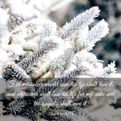 Picture 03 - Mark 8:35 ASV - For whosoever would save his life shall lose it; - Bible Verse Picture