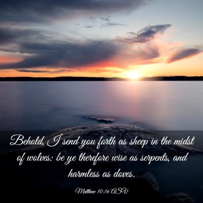 Picture 03 - Matthew 10:16 ASV - Behold, I send you forth as sheep in the midst of - Bible Verse Picture