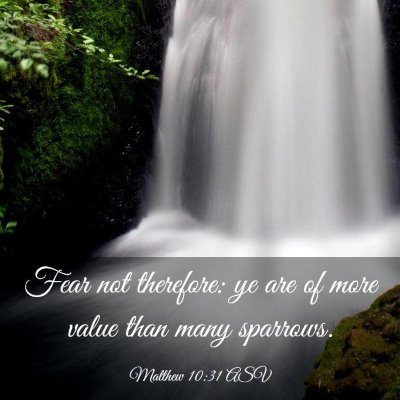 Picture 03 - Matthew 10:31 ASV - Fear not therefore: ye are of more value than - Bible Verse Picture