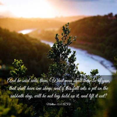 Picture 03 - Matthew 12:11 ASV - And he said unto them, What man shall there be of - Bible Verse Picture