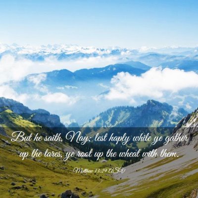 Picture 03 - Matthew 13:29 ASV - But he saith, Nay; lest haply while ye gather up - Bible Verse Picture