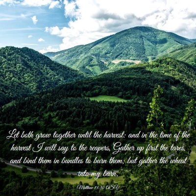 Picture 03 - Matthew 13:30 ASV - Let both grow together until the harvest: and in - Bible Verse Picture