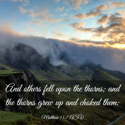 Picture 03 - Matthew 13:7 ASV - And others fell upon the thorns; and the thorns - Bible Verse Picture