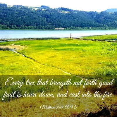 Picture 03 - Matthew 7:19 ASV - Every tree that bringeth not forth good fruit is - Bible Verse Picture