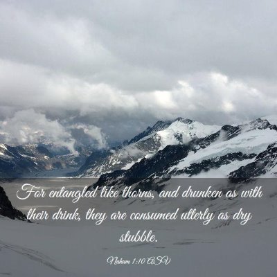 Picture 03 - Nahum 1:10 ASV - For entangled like thorns, and drunken as with - Bible Verse Picture