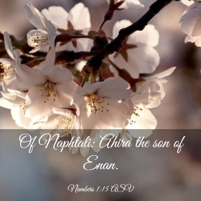Picture 03 - Numbers 1:15 ASV - Of Naphtali: Ahira the son of - Bible Verse Picture