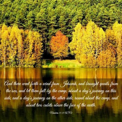 Picture 03 - Numbers 11:31 ASV - And there went forth a wind from Jehovah, and - Bible Verse Picture