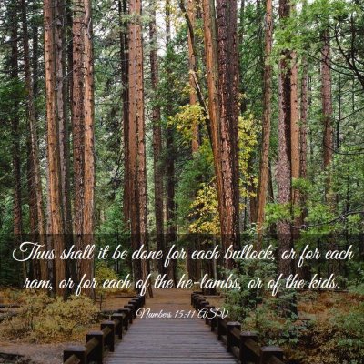 Picture 03 - Numbers 15:11 ASV - Thus shall it be done for each bullock, or for - Bible Verse Picture