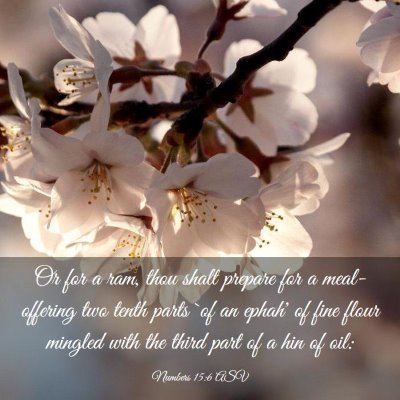 Picture 03 - Numbers 15:6 ASV - Or for a ram, thou shalt prepare for a - Bible Verse Picture