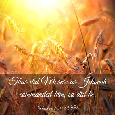 Picture 03 - Numbers 17:11 ASV - Thus did Moses: as Jehovah commanded him, so did - Bible Verse Picture