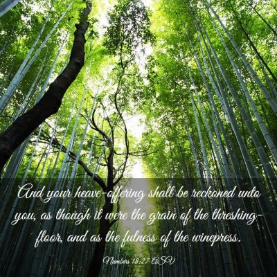 Picture 03 - Numbers 18:27 ASV - And your heave-offering shall be reckoned unto - Bible Verse Picture