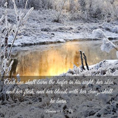 Picture 03 - Numbers 19:5 ASV - And one shall burn the heifer in his sight; her - Bible Verse Picture