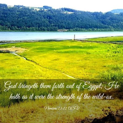 Picture 03 - Numbers 23:22 ASV - God bringeth them forth out of Egypt; He hath as - Bible Verse Picture