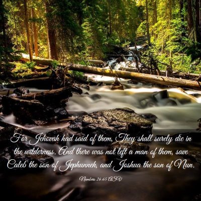 Picture 03 - Numbers 26:65 ASV - For Jehovah had said of them, They shall surely - Bible Verse Picture