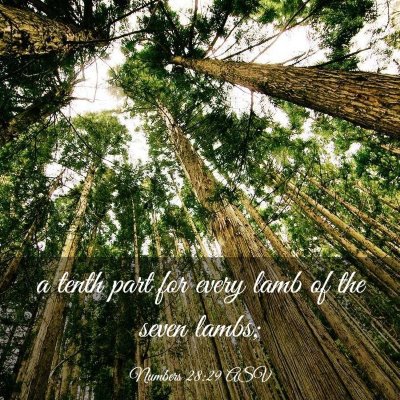 Picture 03 - Numbers 28:29 ASV - a tenth part for every lamb of the seven - Bible Verse Picture