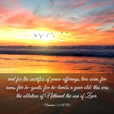 Picture 03 - Numbers 7:23 ASV - and for the sacrifice of peace-offerings, two - Bible Verse Picture