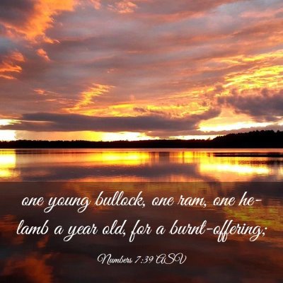 Picture 03 - Numbers 7:39 ASV - one young bullock, one ram, one he-lamb a year - Bible Verse Picture