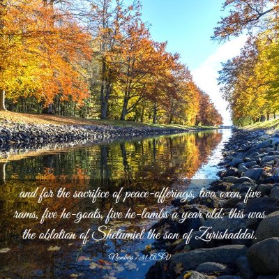 Picture 03 - Numbers 7:41 ASV - and for the sacrifice of peace-offerings, two - Bible Verse Picture