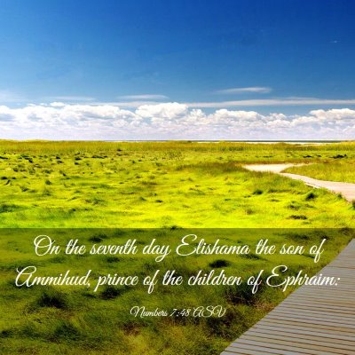 Picture 03 - Numbers 7:48 ASV - On the seventh day Elishama the son of Ammihud, - Bible Verse Picture