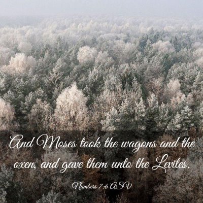 Picture 03 - Numbers 7:6 ASV - And Moses took the wagons and the oxen, and gave - Bible Verse Picture