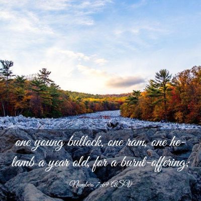 Picture 03 - Numbers 7:69 ASV - one young bullock, one ram, one he-lamb a year - Bible Verse Picture