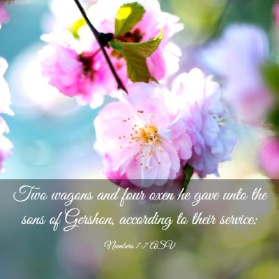Picture 03 - Numbers 7:7 ASV - Two wagons and four oxen he gave unto the sons of - Bible Verse Picture