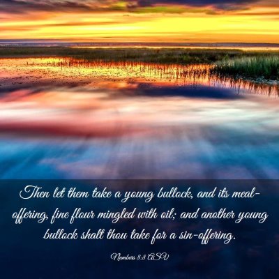 Picture 03 - Numbers 8:8 ASV - Then let them take a young bullock, and its - Bible Verse Picture