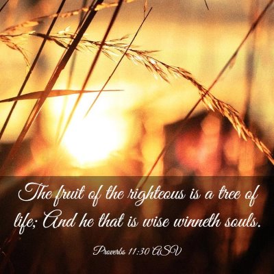 Picture 03 - Proverbs 11:30 ASV - The fruit of the righteous is a tree of life; And - Bible Verse Picture